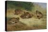 Partridges Basking-Archibald Thorburn-Stretched Canvas