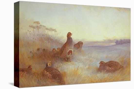 Partridges in Early Morning, 1910-Archibald Thorburn-Stretched Canvas