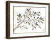 Partridges-Beverly Johnston-Framed Giclee Print