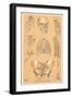 Parts of the Human Skeleton-Found Image Press-Framed Giclee Print