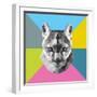 Party Mountain Lion-Lisa Kroll-Framed Art Print