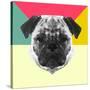 Party Pug-Lisa Kroll-Stretched Canvas