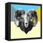 Party Ram-Lisa Kroll-Framed Stretched Canvas