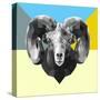 Party Ram-Lisa Kroll-Stretched Canvas