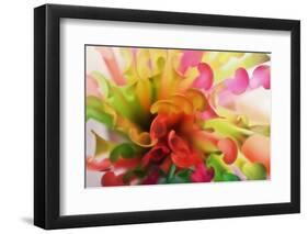 Party Time-Heidi Westum-Framed Photographic Print