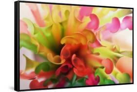 Party Time-Heidi Westum-Framed Stretched Canvas