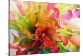 Party Time-Heidi Westum-Stretched Canvas