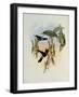 Parzudaki's Star-Frontlet, Heliotrypha Parzudaki-John Gould-Framed Giclee Print