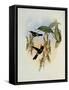 Parzudaki's Star-Frontlet, Heliotrypha Parzudaki-John Gould-Framed Stretched Canvas