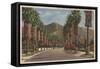 Pasadena, CA - Residental Street Scene & Palms-Lantern Press-Framed Stretched Canvas