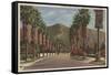 Pasadena, CA - Residental Street Scene & Palms-Lantern Press-Framed Stretched Canvas