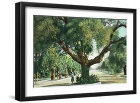 Pasadena, California - A Live Oak Tree on Orange Grove Avenue-Lantern Press-Framed Art Print