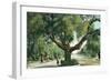 Pasadena, California - A Live Oak Tree on Orange Grove Avenue-Lantern Press-Framed Art Print