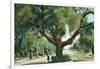 Pasadena, California - A Live Oak Tree on Orange Grove Avenue-Lantern Press-Framed Art Print