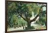 Pasadena, California - A Live Oak Tree on Orange Grove Avenue-Lantern Press-Framed Art Print