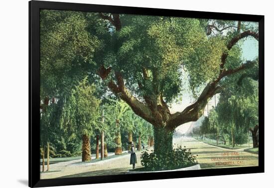 Pasadena, California - A Live Oak Tree on Orange Grove Avenue-Lantern Press-Framed Art Print