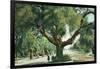 Pasadena, California - A Live Oak Tree on Orange Grove Avenue-Lantern Press-Framed Art Print