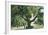 Pasadena, California - A Live Oak Tree on Orange Grove Avenue-Lantern Press-Framed Art Print