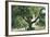 Pasadena, California - A Live Oak Tree on Orange Grove Avenue-Lantern Press-Framed Art Print