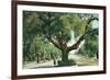 Pasadena, California - A Live Oak Tree on Orange Grove Avenue-Lantern Press-Framed Premium Giclee Print