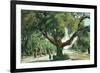 Pasadena, California - A Live Oak Tree on Orange Grove Avenue-Lantern Press-Framed Premium Giclee Print