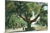 Pasadena, California - A Live Oak Tree on Orange Grove Avenue-Lantern Press-Mounted Premium Giclee Print