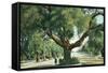 Pasadena, California - A Live Oak Tree on Orange Grove Avenue-Lantern Press-Framed Stretched Canvas