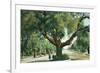 Pasadena, California - A Live Oak Tree on Orange Grove Avenue-Lantern Press-Framed Art Print