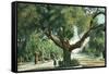 Pasadena, California - A Live Oak Tree on Orange Grove Avenue-Lantern Press-Framed Stretched Canvas