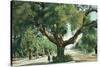 Pasadena, California - A Live Oak Tree on Orange Grove Avenue-Lantern Press-Stretched Canvas