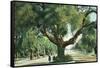 Pasadena, California - A Live Oak Tree on Orange Grove Avenue-Lantern Press-Framed Stretched Canvas