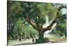 Pasadena, California - A Live Oak Tree on Orange Grove Avenue-Lantern Press-Stretched Canvas