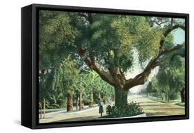 Pasadena, California - A Live Oak Tree on Orange Grove Avenue-Lantern Press-Framed Stretched Canvas