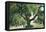 Pasadena, California - A Live Oak Tree on Orange Grove Avenue-Lantern Press-Framed Stretched Canvas