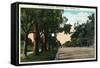 Pasadena, California - Millionaire Row, Orange Grove Avenue-Lantern Press-Framed Stretched Canvas