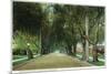 Pasadena, California - View Down Marengo Avenue-Lantern Press-Mounted Premium Giclee Print