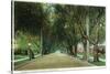 Pasadena, California - View Down Marengo Avenue-Lantern Press-Stretched Canvas