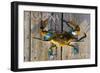 Pasadena, Maryland - Blue Crab on Dock-Lantern Press-Framed Art Print