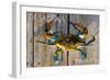 Pasadena, Maryland - Blue Crab on Dock-Lantern Press-Framed Art Print