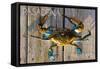 Pasadena, Maryland - Blue Crab on Dock-Lantern Press-Framed Stretched Canvas