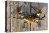 Pasadena, Maryland - Blue Crab on Dock-Lantern Press-Stretched Canvas