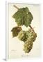 Pascal Blanc Grape-J. Troncy-Framed Giclee Print