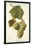 Pascal Blanc Grape-J. Troncy-Framed Giclee Print