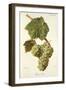 Pascal Blanc Grape-J. Troncy-Framed Giclee Print