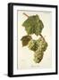 Pascal Blanc Grape-J. Troncy-Framed Giclee Print