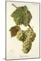 Pascal Blanc Grape-J. Troncy-Mounted Giclee Print