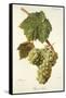 Pascal Blanc Grape-J. Troncy-Framed Stretched Canvas