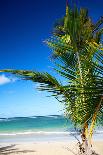 Tropical Beach with Palm and White Sand-pashapixel-Photographic Print