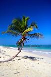 Tropical Beach with Palm and White Sand-pashapixel-Photographic Print