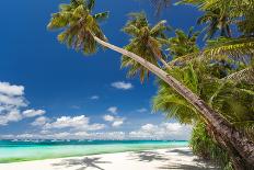 Caribbean Beach with Beautiful Palms and White Sand-pashapixel-Photographic Print